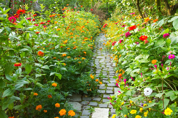 Garden surrounded by colored flowers