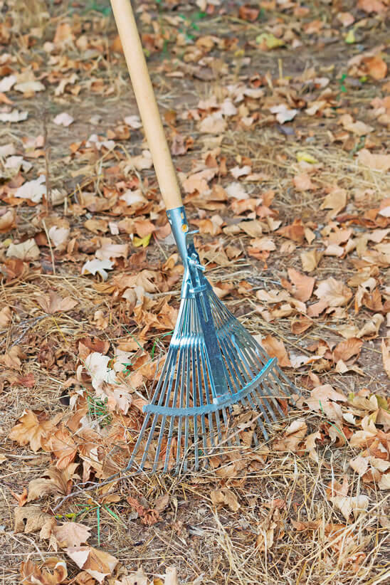 Yard Clean up